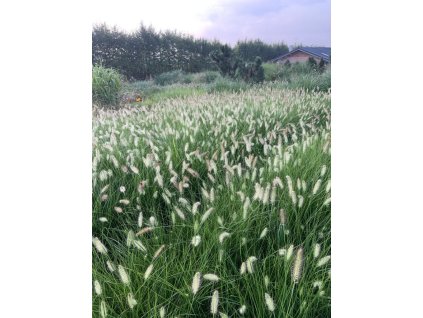 Dochan psárkovitý "Hameln"  Pennisetum alopecuroides "Hameln"