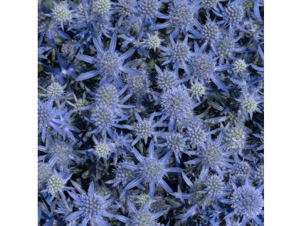 vyr 281 Eryngium planum Blue Glitter