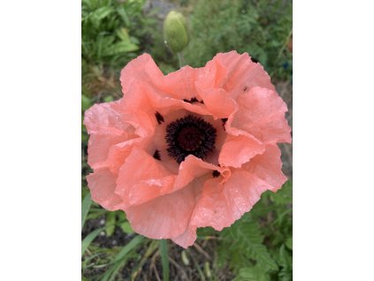 vyr 713 papaver orientale princess victoria louise