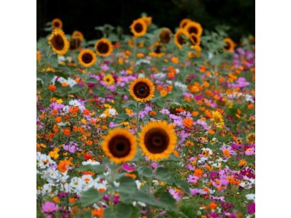 vyr 115 motyli romance