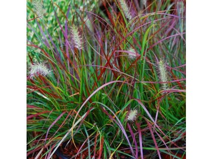 vyr 605 pennisetum burgundy bunny