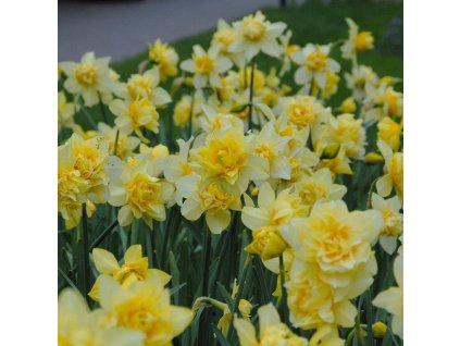 vyr 466 Narcissus Butter Eggs I