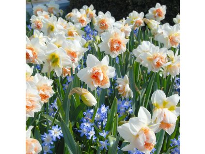 vyr 467 Narcis Delnashaugh