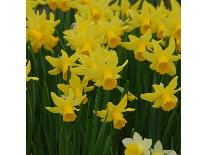 vyr 476 Narcissus February Gold