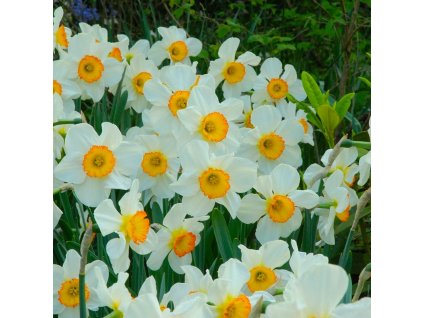 vyr 458 Narcis Flower Record