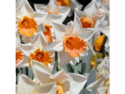 vyr 456 vyr 456 85 Chromacolor