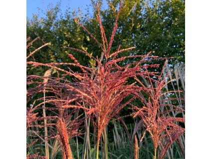 vyr 592 ozdobnice Malapatrus