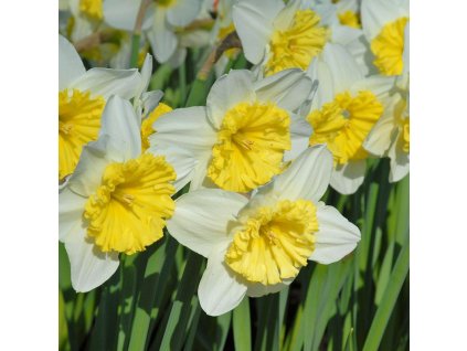 vyr 461 Narcissus Ice Follies