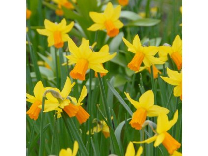 vyr 477 Narcis Jetfire