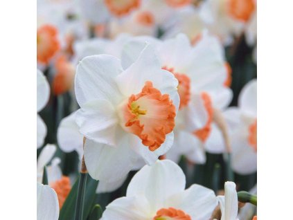 vyr 462 Narcis Pink Charm