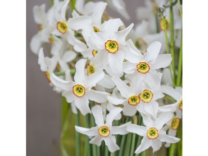 vyr 486 Narcis poeticus var Recurvus