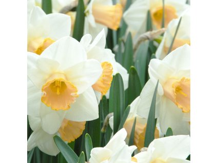 vyr 463 Narcissus Salome