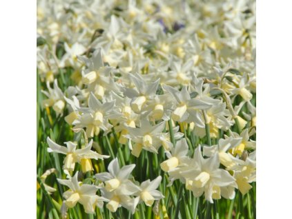 vyr 479 Narcissus Toto1