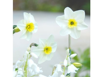 vyr 836 narcis lieke