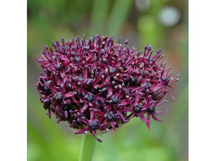 vyr 446 Allium atropurpureum