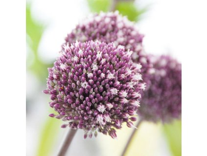 vyr 445 Allium Summer Drummer
