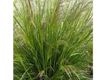 vyr 349 Deschampsia cespitosa Pixie Fountain