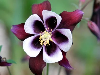vyr 168 Aquilegia vulgaris William Guiness Orlicek obecny William Guiness
