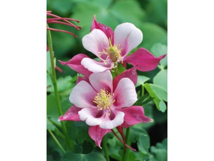 vyr 161 Aquilegia caerulea Kirigami Rose Pink Orlicek Kirigami Light Rose Pink