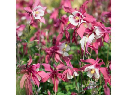vyr 163 aquilegia caerulea spring magic rose and ivory