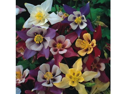 vyr 158 Aquilegia McKana Hybrids Orlicek McKana Hybrids