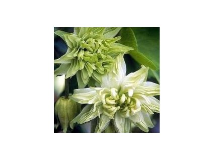 vyr 167 Aquilegia vulgaris Green Apples Orlicek obecny Green Apples