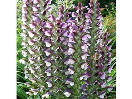 vyr 122 acanthus jpg