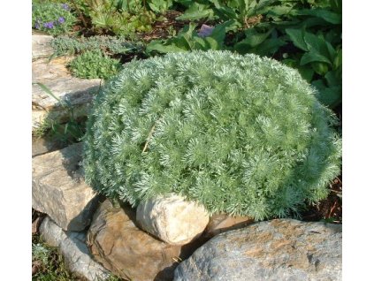 vyr 192 Artemisia schmidtiana Silver Mound Pelynek Silver Mound