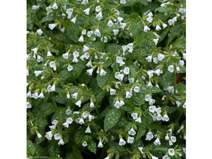 vyr 321 plumonaria officinali sissinghurst white
