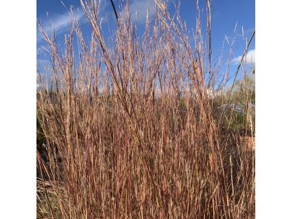 vyr 841 Andropogon scoparius Blaze