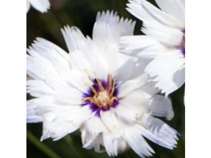 vyr 241 Catananche caerulea Alba