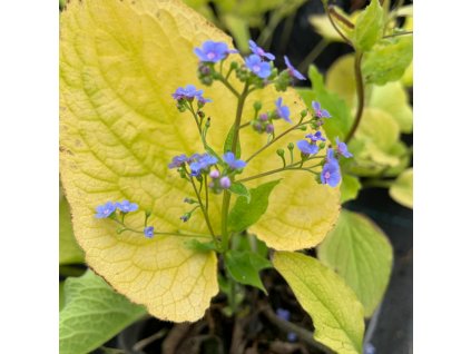 vyr 714 Brunera Diane s Gold