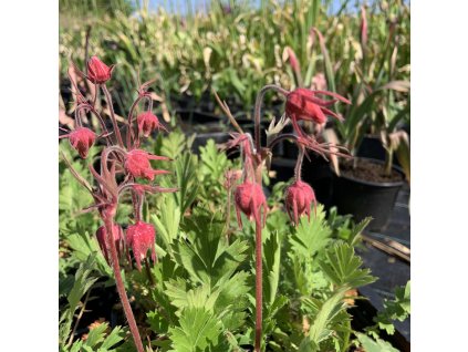 vyr 676 060C11E3 E48A 46C9 AD16 6DD2415D2FC9