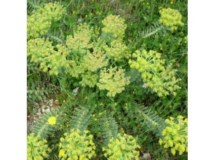 vyr 284 poryssc myrtovity