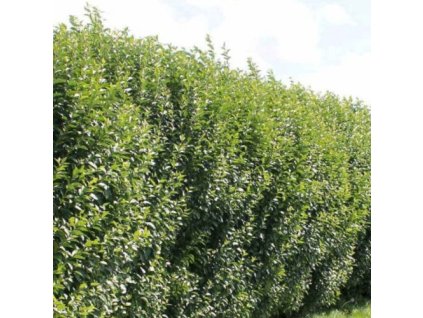 vyr 602 ligustrum ovalifolium