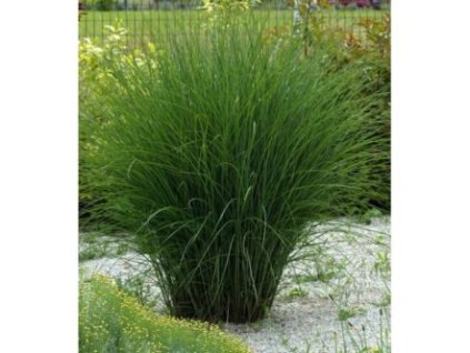 vyr 169 Miscanthus sinensis Gracillimus Nana