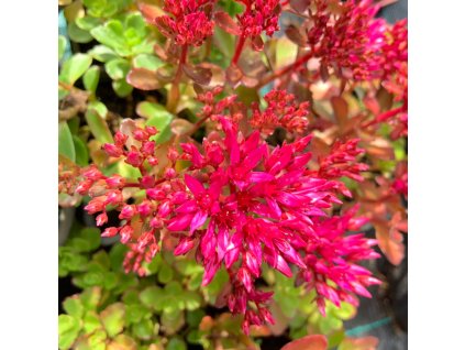 vyr 745 Sedum Surrender Red