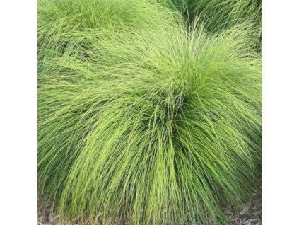 vyr 589 sporoboulus heterolepis