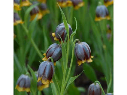 vyr 525 Fritillaria michailovskyi 2