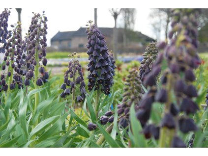 vyr 527 Fritillaria persica 16