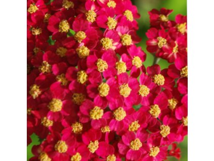 vyr 332 Achillea Milly Rock Red