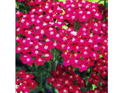 vyr 134 Achillea millefolium Cassis