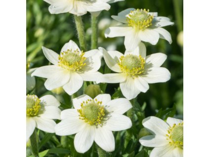 vyr 575 anemone multifida annabella white