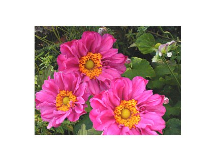 vyr 154 Anemone hupehensis Pamina Sasanka Pamina