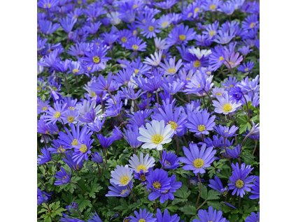 vyr 838 anemone blanda blue shades