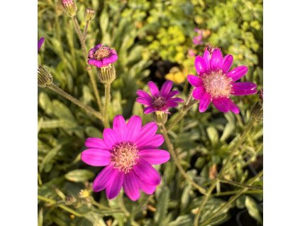 Senecio polyodon  Senecio polyodon