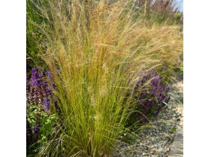 Kavyl péřovitý "Pony Tails"  Stipa tenuissima "Pony Tails"