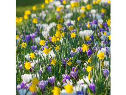 vyr 562 Mixture April Fools Day