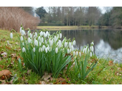 vyr 530 Galanthus nivalis 24