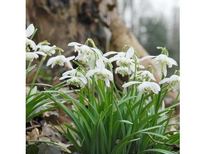vyr 531 Galanthus nivalis Flore Pleno